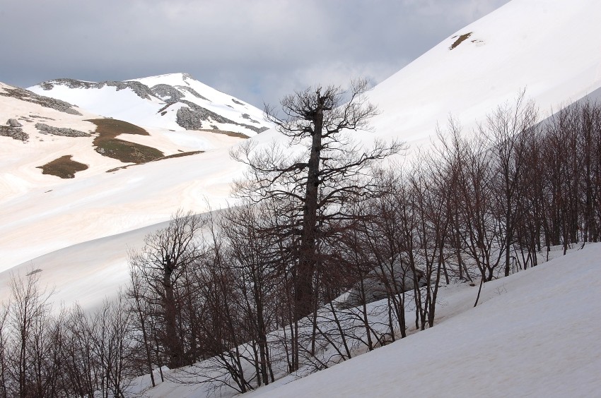 PN d''Abruzzo - sulle nevi delle Mainarde occidentali