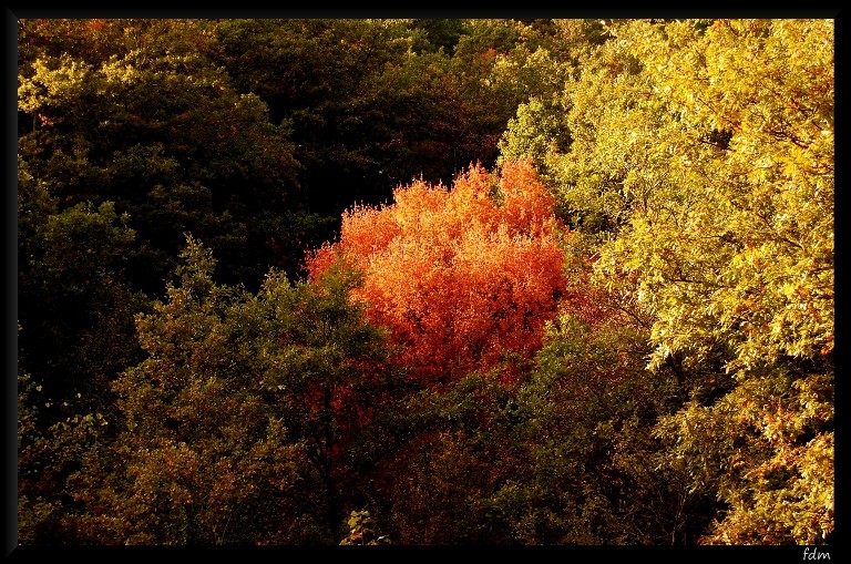 I colori dell''autunno...