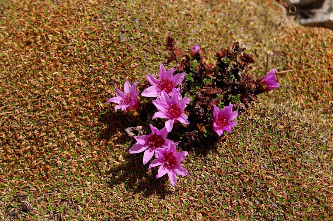 Majella d''acqua, di neve e di fiori.