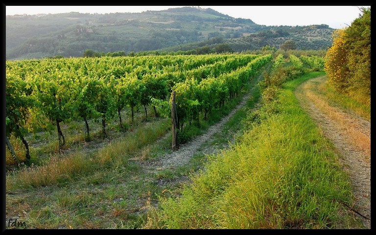 San Gimignano e i grattacieli del Medio Evo