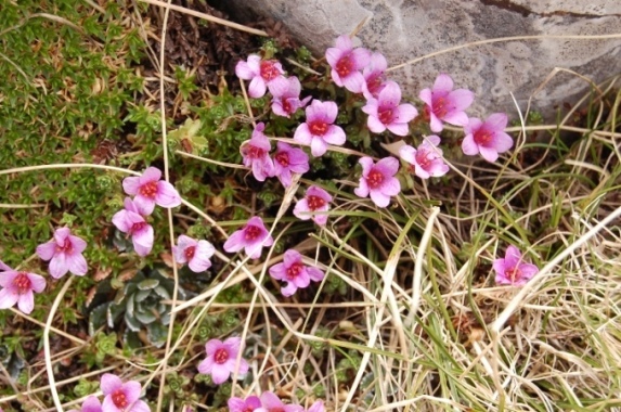 Fioriture dei monti Sibillini - mi date un po'' di nomi?