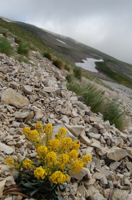 Fioriture dei monti Sibillini - mi date un po'' di nomi?