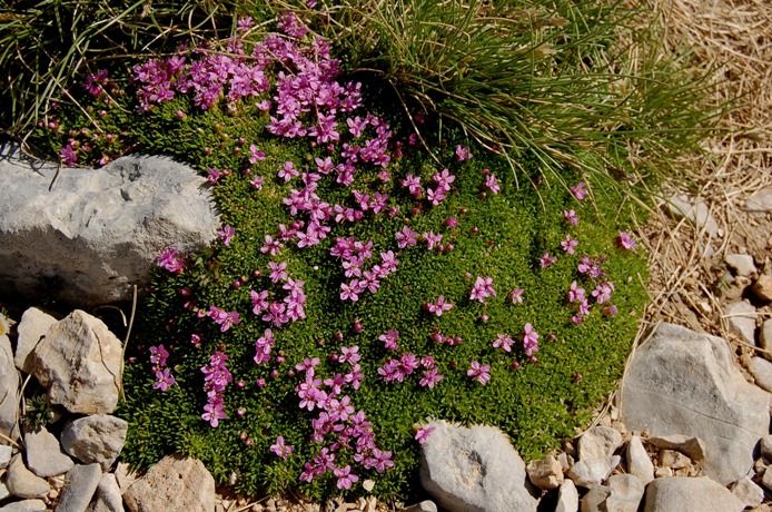 Fioriture dei monti Sibillini - mi date un po'' di nomi?