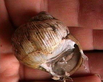 Helix emiliane da identificare