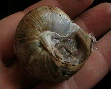 Helix emiliane da identificare