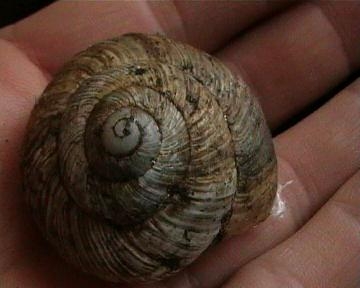 Helix emiliane da identificare