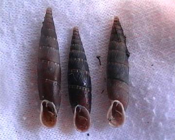 Charpentieria (Itala) itala punctata (Michaud, 1831) Toscana