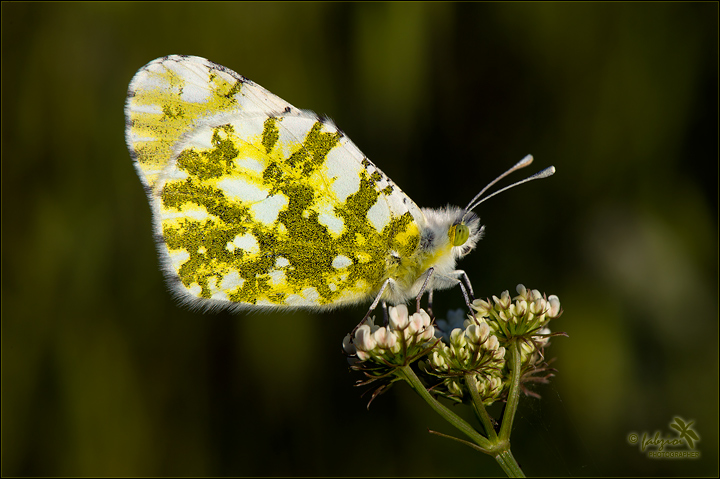 Io Chiara e lo Scuro....
