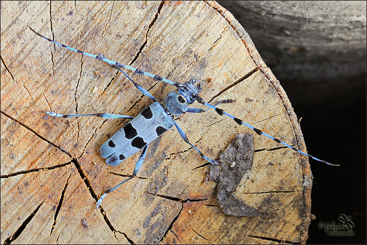 Rosalia alpina