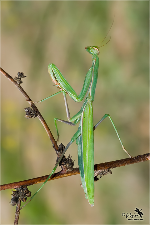 Mantis... in lux!