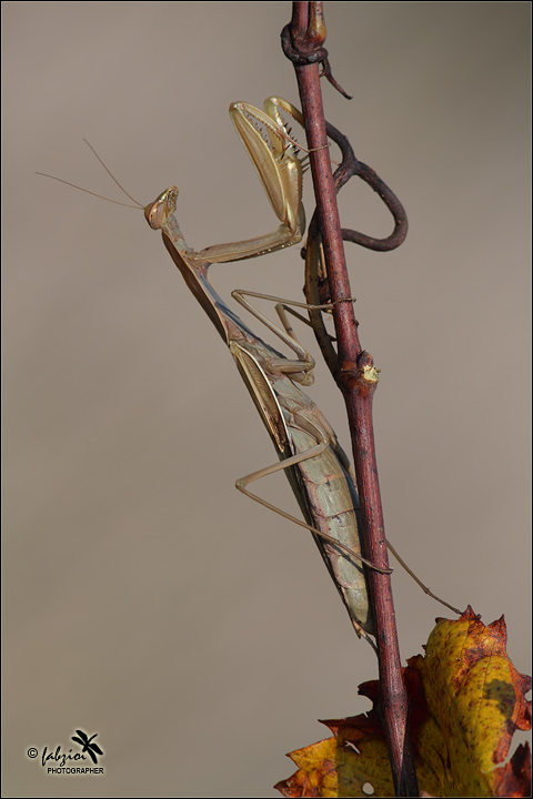 Autunnale