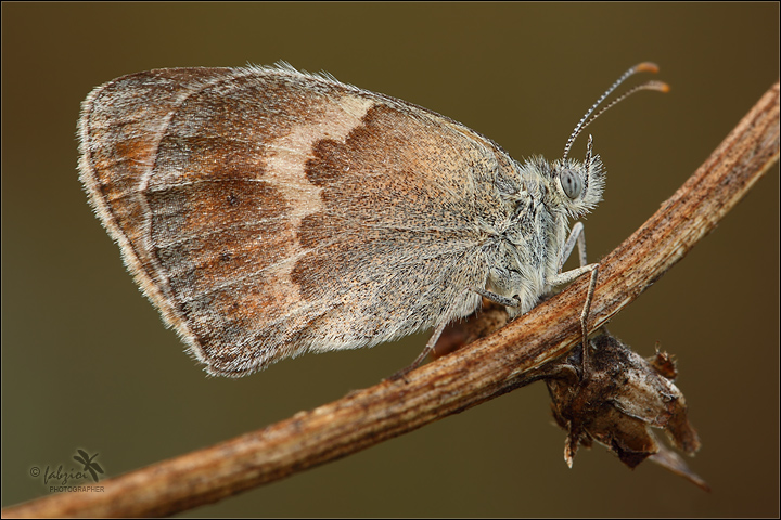 Farfallina