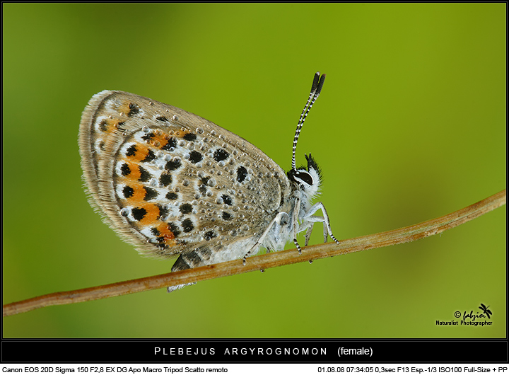 Plebejus.... si, ma quale?