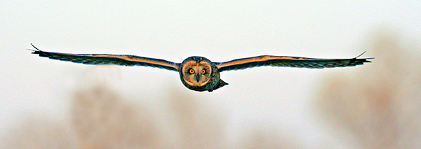 Gufo comune in volo
