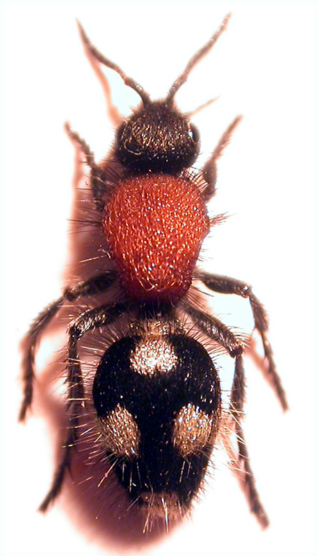 Dasylabris maura maura (Mutillidae)