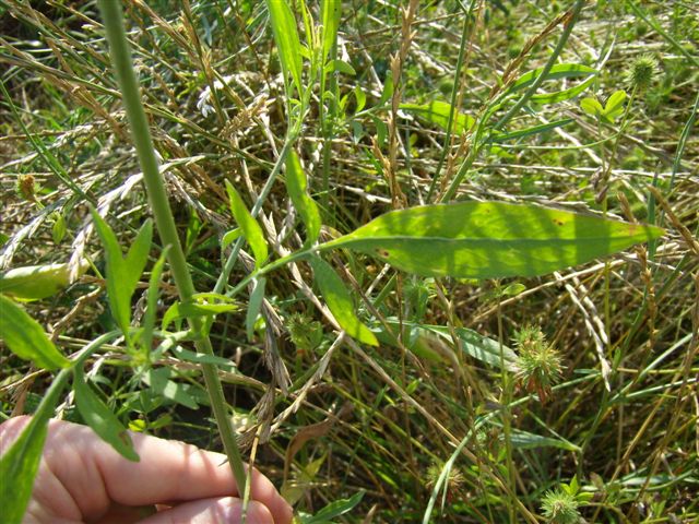 Cephalaria transsylvanica / Vedovina maggiore