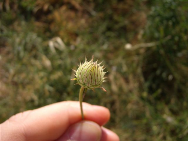 Cephalaria transsylvanica / Vedovina maggiore