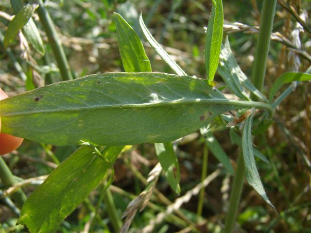 Cephalaria transsylvanica / Vedovina maggiore