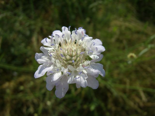 Cephalaria transsylvanica / Vedovina maggiore