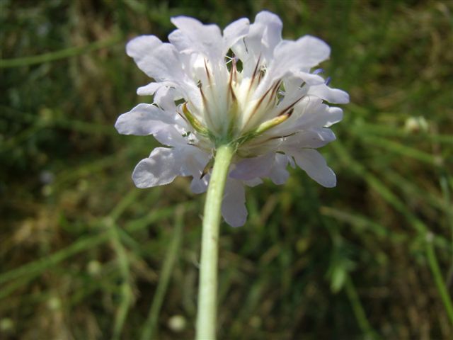 Cephalaria transsylvanica / Vedovina maggiore