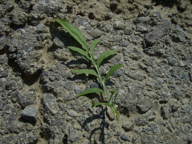Cephalaria transsylvanica / Vedovina maggiore
