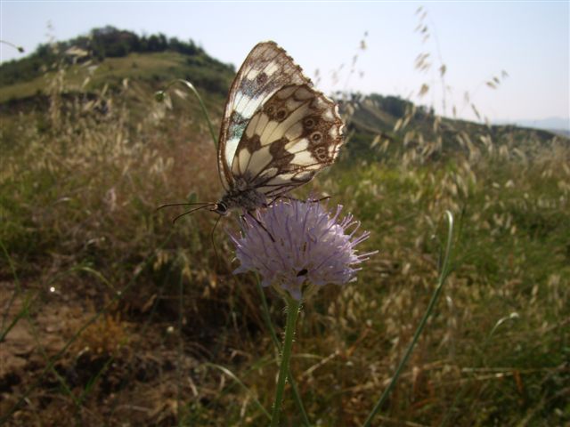 Cephalaria transsylvanica / Vedovina maggiore