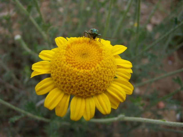 Cota tinctoria  / Camomilla per tintori