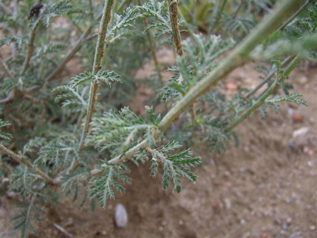 Cota tinctoria  / Camomilla per tintori