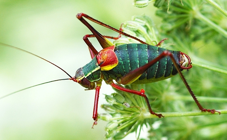 Barbitistes alpinus (Phaneropteridae)