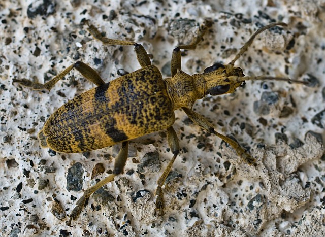 Rhagium inquisitor? mordax