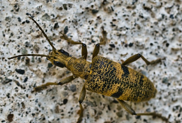 Rhagium inquisitor? mordax