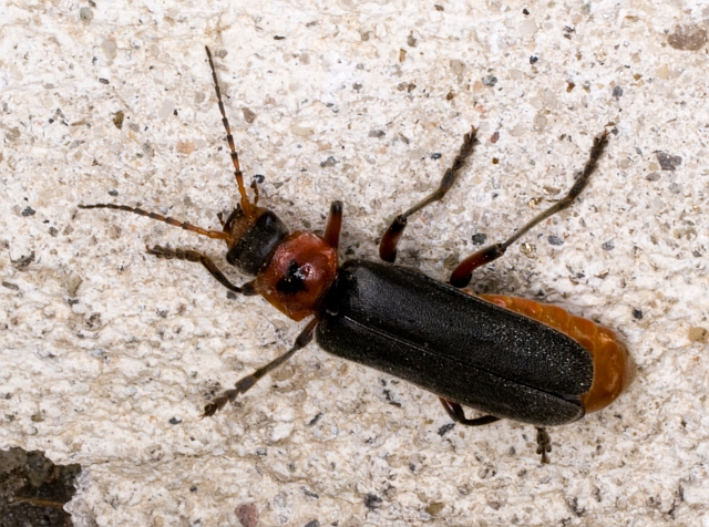 cerambicide? Cantharis rustica