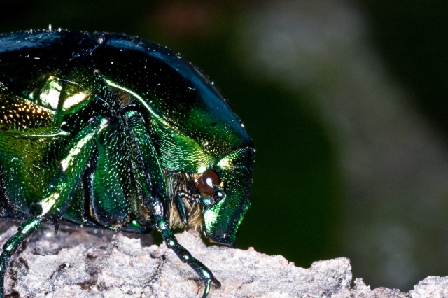 Cetonia aurata? No, Protaetia speciosissima