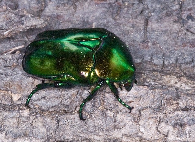 Cetonia aurata? No, Protaetia speciosissima