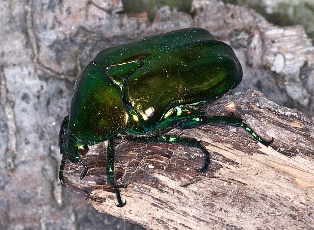 Cetonia aurata? No, Protaetia speciosissima