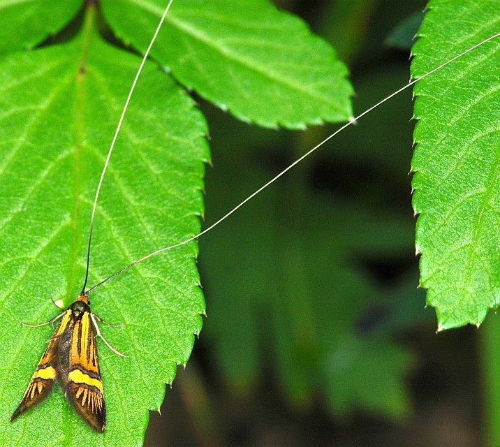 ma sar un tricottero? - No, Nemophora degeerella