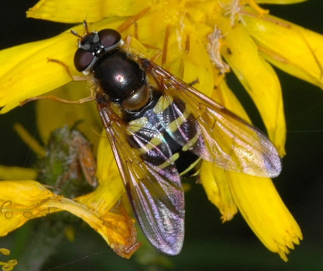 (foto di Farinetti) Dasysyrphus cf. hilaris F (Syrphidae)