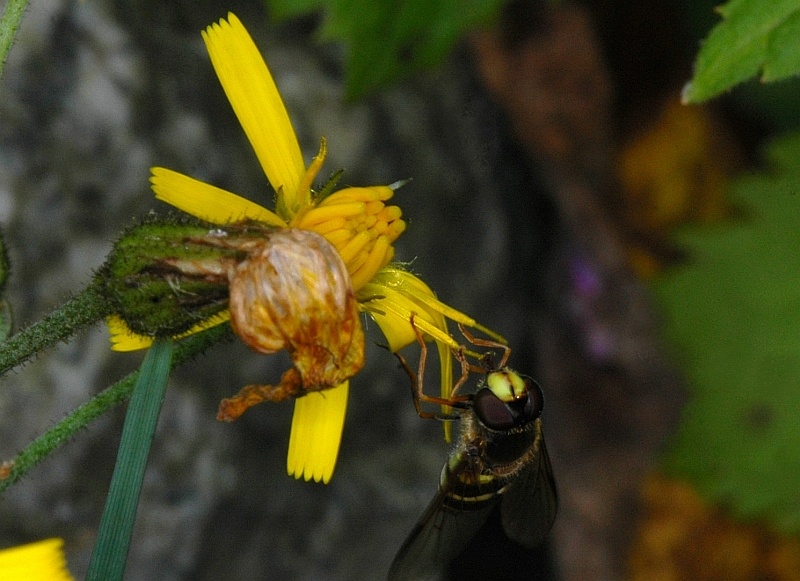 (foto di Farinetti) Dasysyrphus cf. hilaris F (Syrphidae)