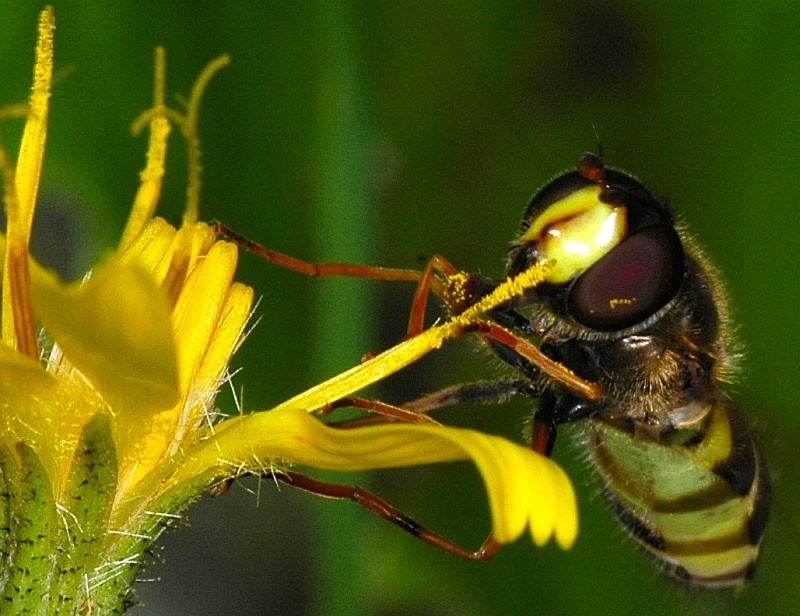 (foto di Farinetti) Dasysyrphus cf. hilaris F (Syrphidae)