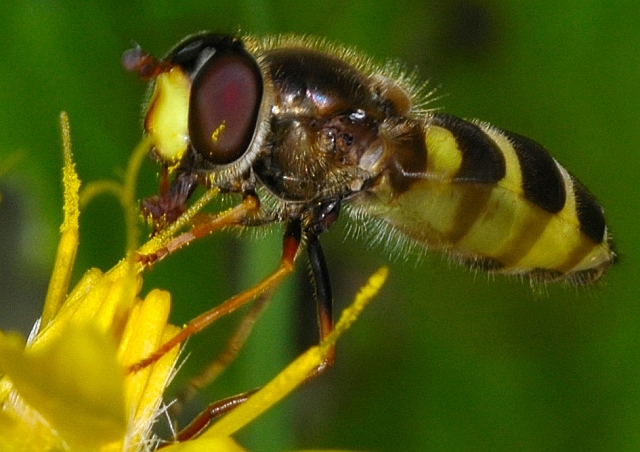 (foto di Farinetti) Dasysyrphus cf. hilaris F (Syrphidae)