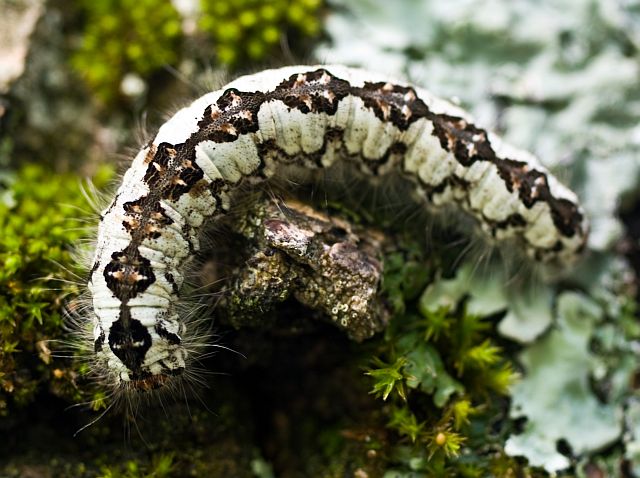Un bruco su frassino: Poecilocampa alpina - Lasiocampidae
