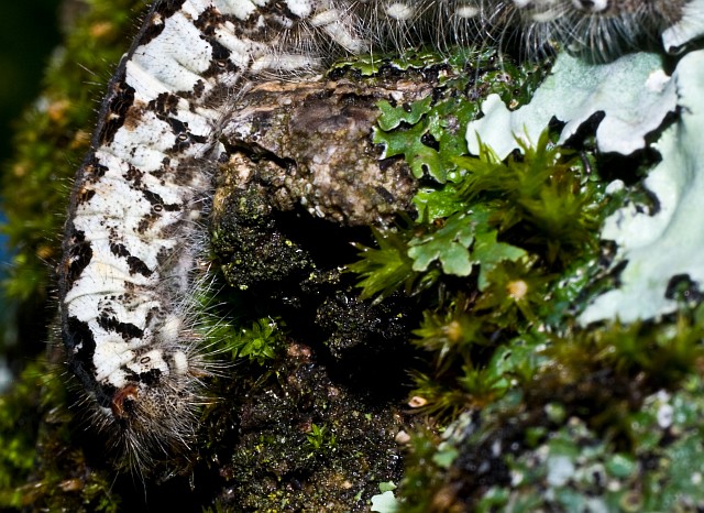 Un bruco su frassino: Poecilocampa alpina - Lasiocampidae