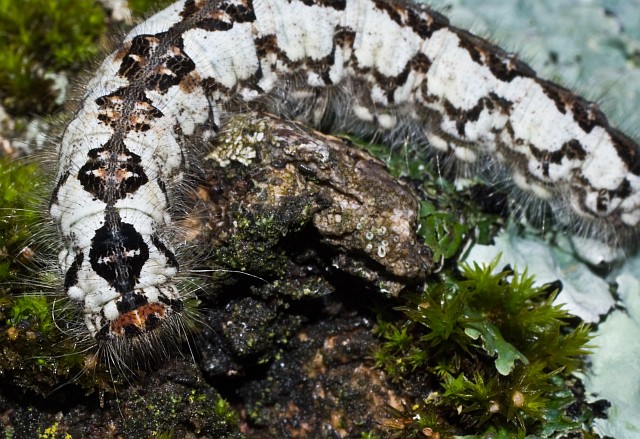 Un bruco su frassino: Poecilocampa alpina - Lasiocampidae