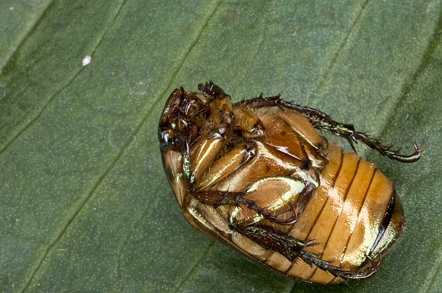 Cetonia aurata? Mimela junii