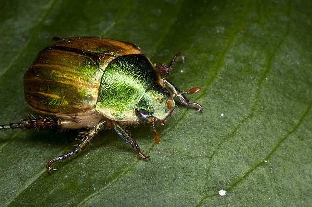 Cetonia aurata? Mimela junii