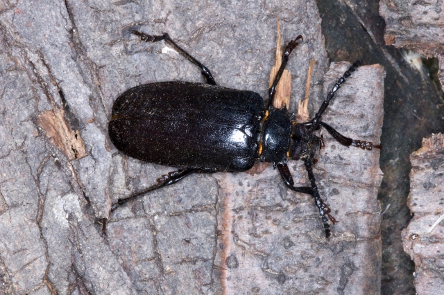 Carabidae?   No, Cerambycidae: Prionus coriarius