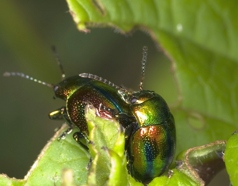 Chrysomelidae: Oreina sp.