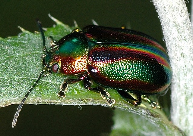 Chrysomelidae: Oreina sp.