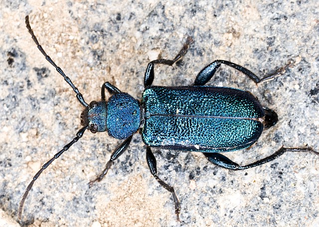 crisomelide, Gaurotes? Callidium violaceum