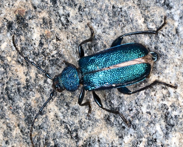 crisomelide, Gaurotes? Callidium violaceum